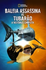 Baleia Assassina vs. Tubarão: A História Completa