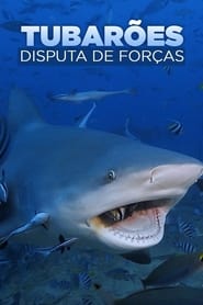 Tubarões – Disputa de Forças