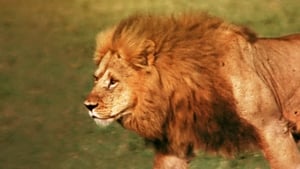 O Leão Africano