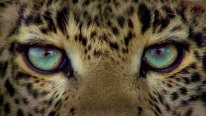 Conto do Leopardo: Olhos de Jade