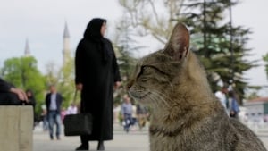 Nove vidas: Gatos em Istambul