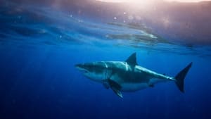 Expedição Havaí: Tubarão Branco