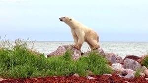 Ursos Polares – Uma Odisseia No Verão
