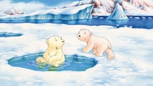 O Ursinho Polar