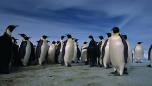 Pinguim: Contagem Regressiva