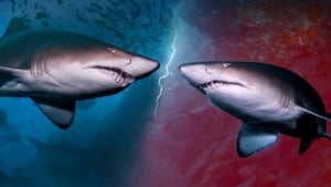 Predação: Tubarão vs. Tubarão