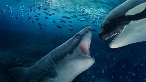 Baleiras vs. Tubarões