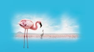 Grande Balé Vermelho: O Mistério dos Flamingos