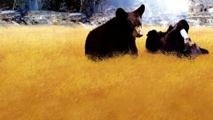 Os Ursinhos de Yellowstone