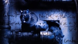 Ratos Mutação Genética