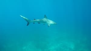 Tubarões do Triângulo das Bermudas