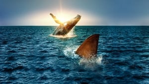 Tubarão vs. Baleia