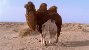 Camelos Também Choram