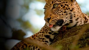 Conto do Leopardo: Olhos de Jade