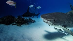 Predação: Tubarão vs. Tubarão