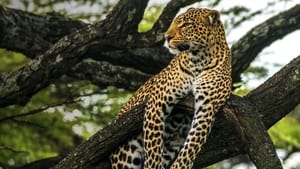 Conto do Leopardo: Olhos de Jade