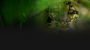 Índia: Terra de Leopardos