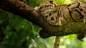 Índia: Terra de Leopardos