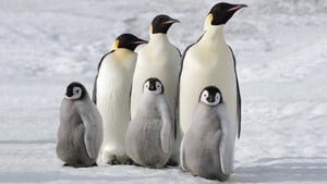A Marcha dos Pinguins 2