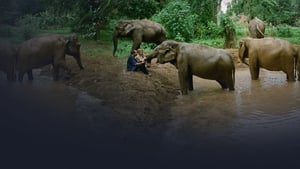 Elefantes: Em Nome da Liberdade