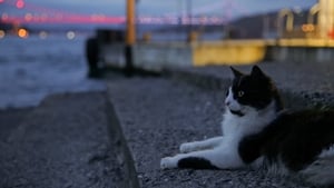 Nove vidas: Gatos em Istambul