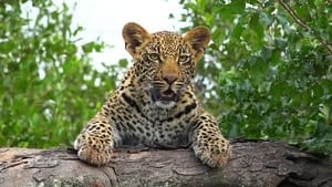 Karula: A Rainha dos Leopardos