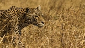 Leopardo e Hiena: Parceria de Caça