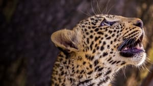 Conto do Leopardo: Olhos de Jade