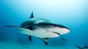 Tubarões: Quando o Predador se Torna Presa