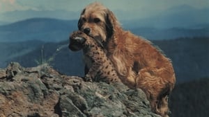Benji – Um Cão Desafia a Selva