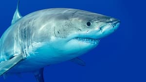 Baleia Assassina vs. Tubarão: A História Completa