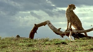 Cheetah – Uma Aventura na África