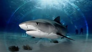 Tubarões do Triângulo das Bermudas