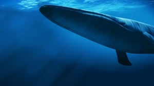 O Reino da Baleia Azul