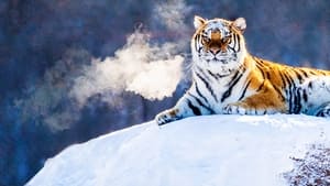 Tigres Selvagens da Rússia