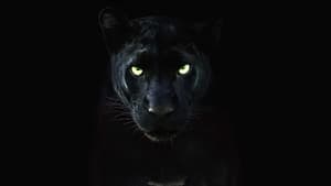 Pantera Negra: O Reino Selvagem