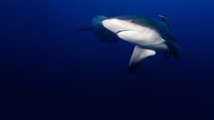 Tubarão-Touro: A Caçada