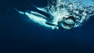 Tubarões: De Volta às Zonas Perigosas