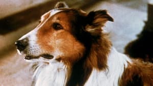 Lassie: Heróis da Montanha